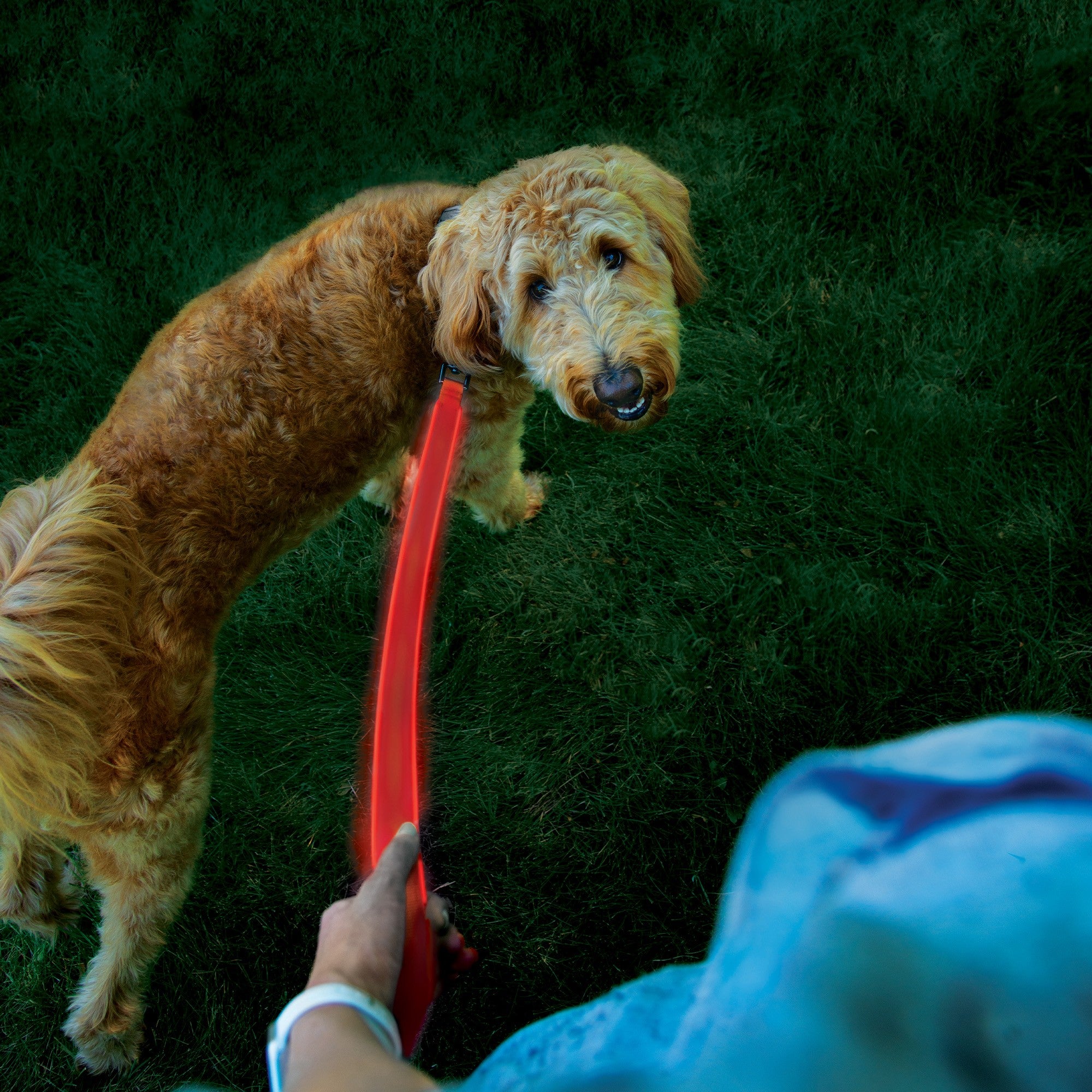 Nite Ize NiteDog Rechargeable LED Leash - Red/Red LED - 15-12725